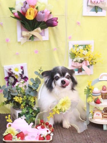 20230316ミルクくん